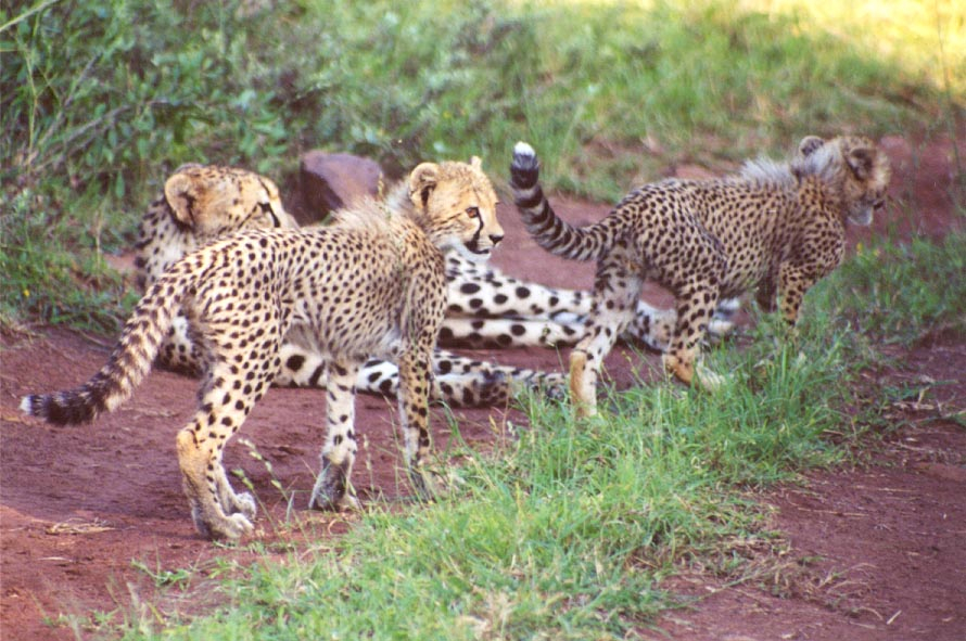 Cheetahs in the South African bush
