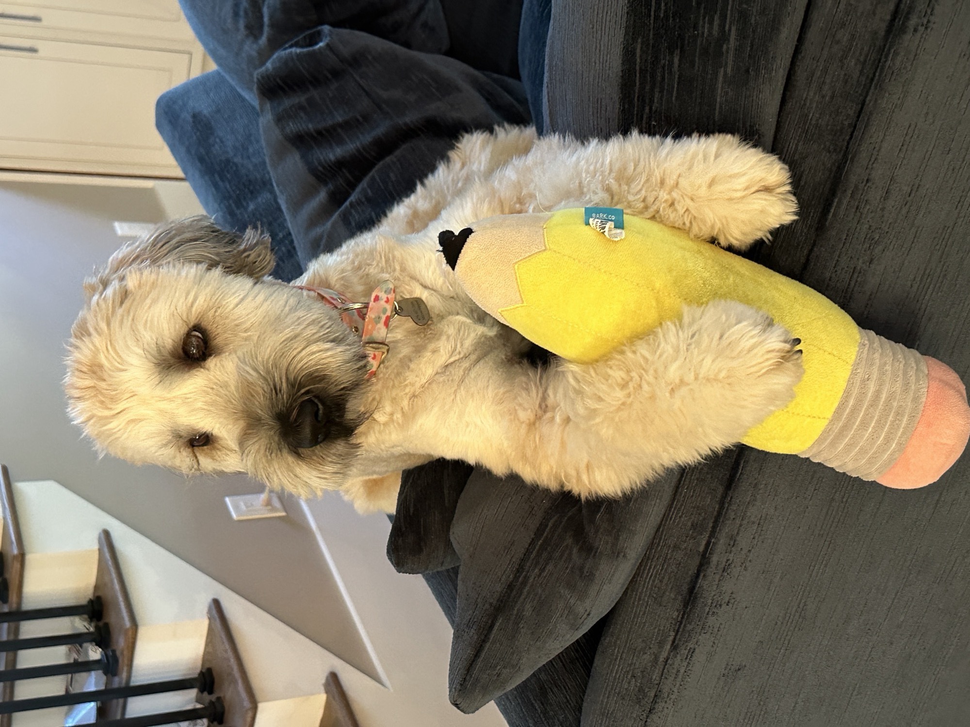 Stella, a soft coated wheaten terrier, holding a plush pencil toy